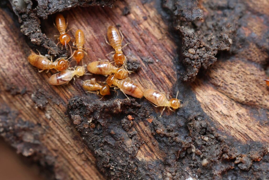 Fast and Reliable Termite Removal Services in Sydney