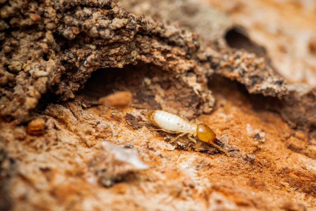 Fast and Reliable Termite Removal Services in Sydney