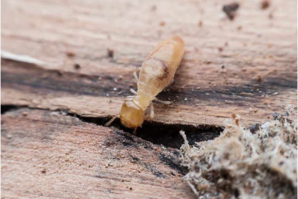 Why You Need a Termite Specialist Sydney for Lasting Results