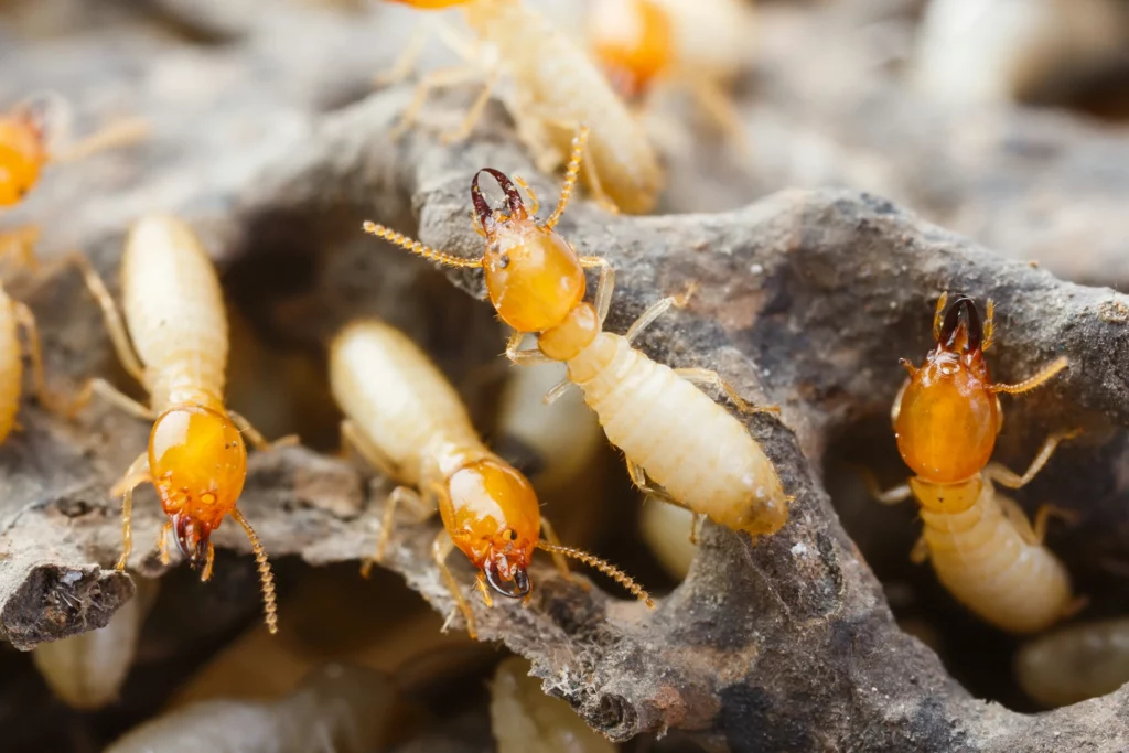 Why You Need a Termite Specialist Sydney for Lasting Results