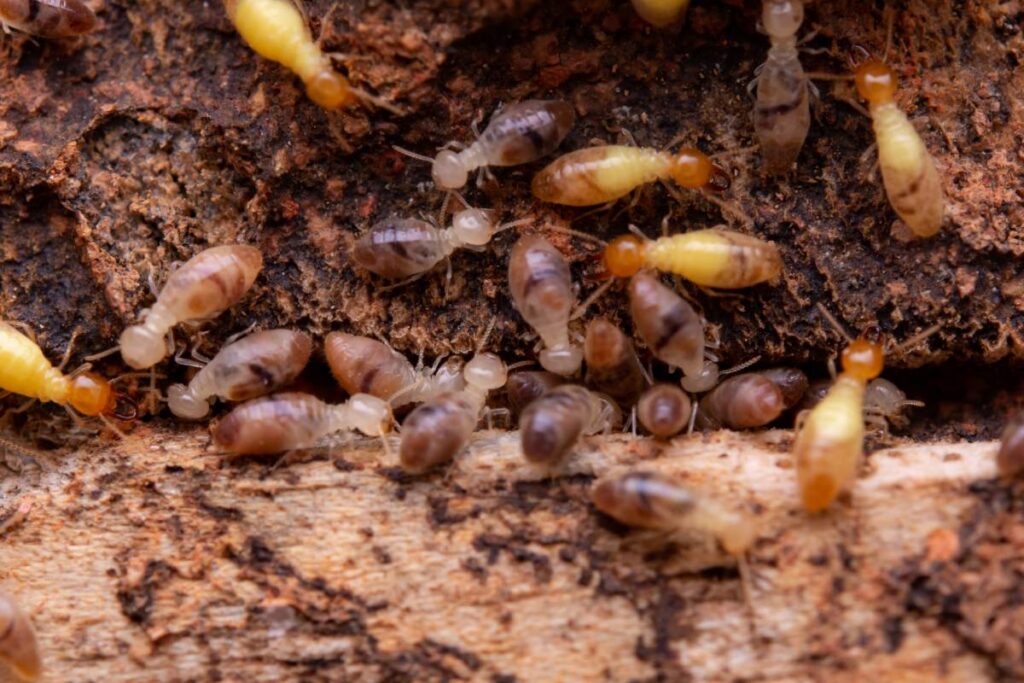 Why You Need a Termite Specialist Sydney for Lasting Results