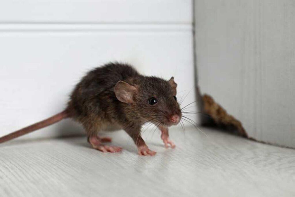 Mice Removal Sydney
