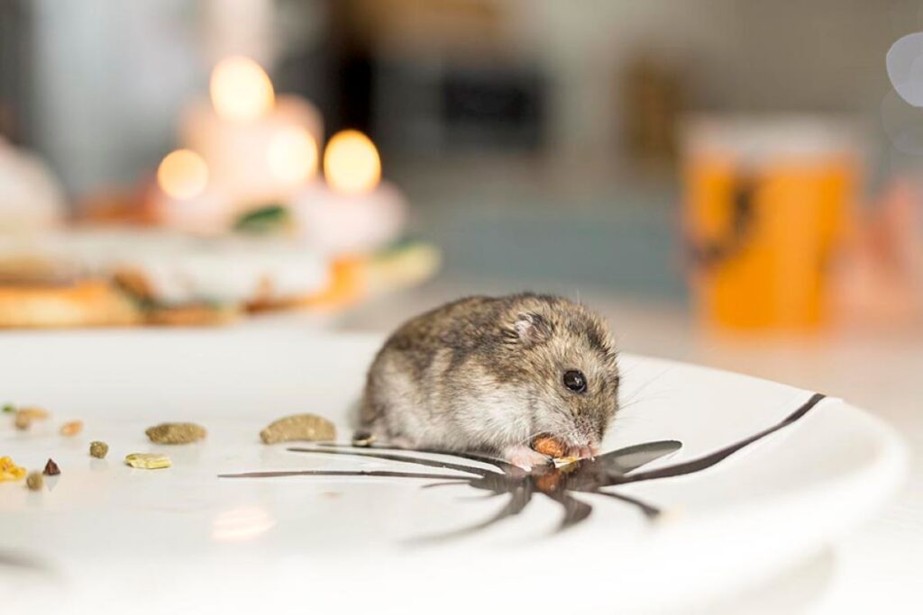 Mice Removal Sydney